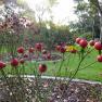 Rose Pruning Demonstration - Springvale Cemetery Gardens