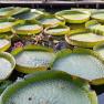 Blue Lotus water Garden