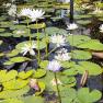 Blue Lotus water Garden