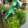 Royal Horticultural Society of Victoria - Hanging Basket Competition