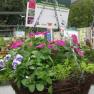 MIFGS - Hanging Basket Competition