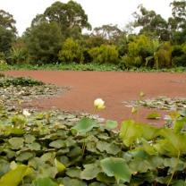 Blue Lotus Watergarden