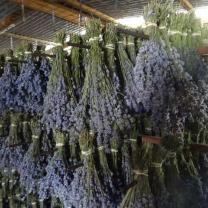 Warratina Lavender Farm