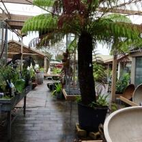 Banksia Nursery