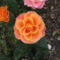 Mornington Botanical Rose Garden