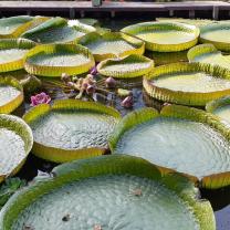 Blue Lotus water Garden