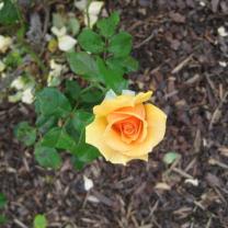 Mornington Botanical Rose Garden