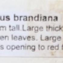 Melton Botanic Gardens