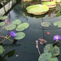 Blue Lotus water Garden