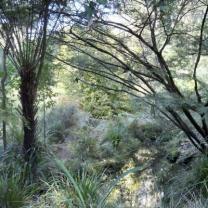 Kawarra Garden, Kalorama