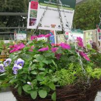 MIFGS - Hanging Basket Competition