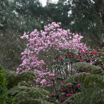 National Rhododendron Garden