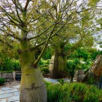 Royal Botanic Gardens Cranbourne 