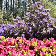 Dandenong Ranges Botanic Garden