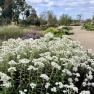 Royal Botanic Gardens, Cranbourne