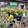 Diaco's Nursery, Heatherton
