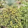 Dandenong Ranges Botanic Garden