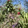 Dandenong Ranges Botanic Garden