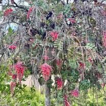 Royal Botanic Gardens, Cranbourne