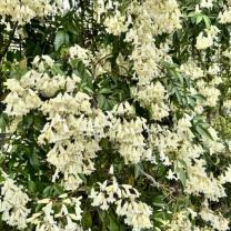 Royal Botanic Gardens, Cranbourne