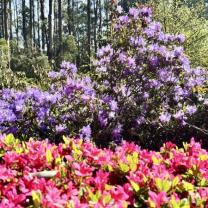 Dandenong Ranges Botanic Garden