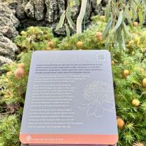 Dandenong Ranges Botanic Garden