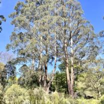 Dandenong Ranges Botanic Garden