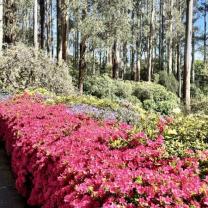 Dandenong Ranges Botanic Garden