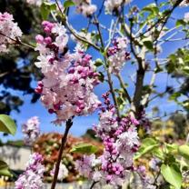 Wishing Well Nursery, Silvan South