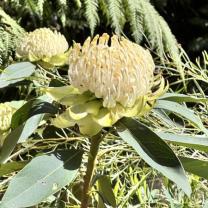Dandenong Ranges Botanic Garden